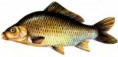 /album/fotogaleria-kapor/carp400-jpg1/